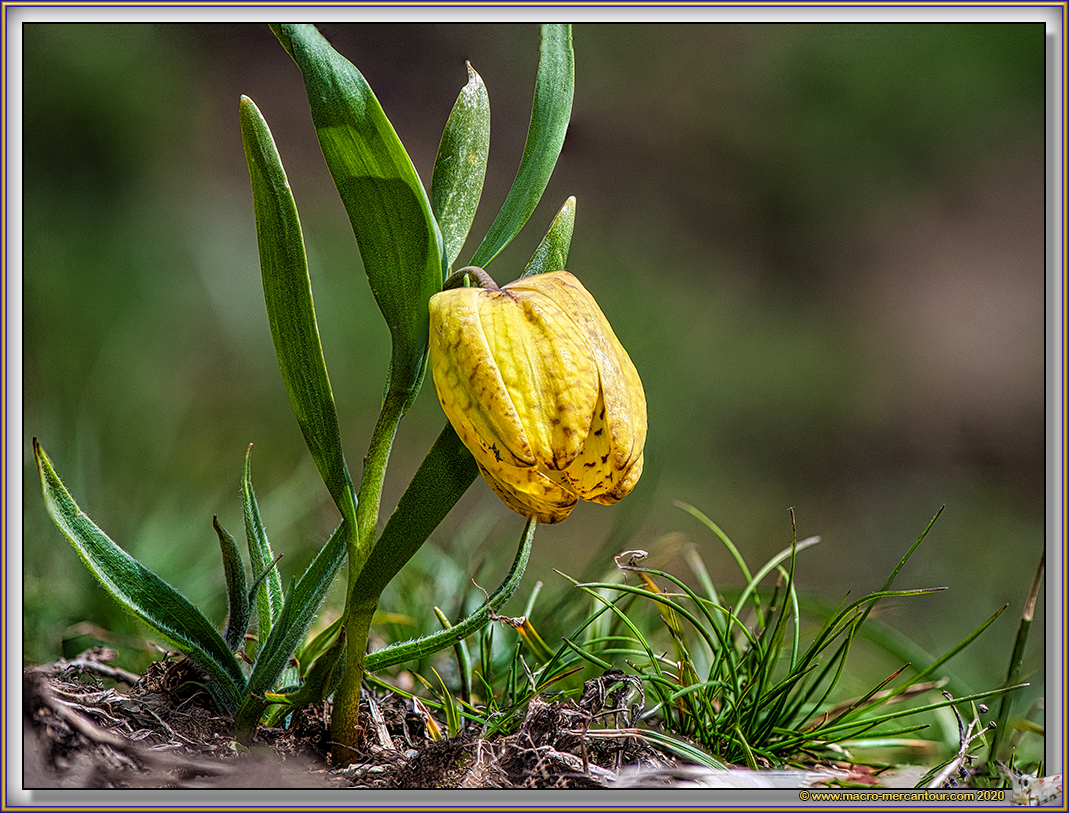 Fritillaire de Moggridge
